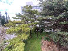 伐採前